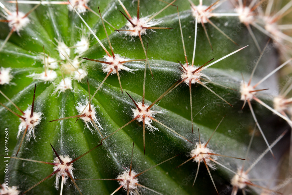 the spines of a cactus macro the spines of a cactus macro
