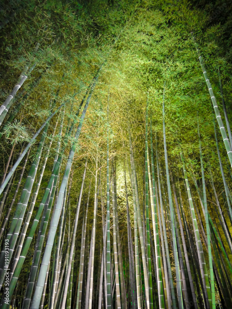 Bamboo forest at Arashiyama, Kyoto, Japan Bamboo forest at Arashiyama, Kyoto, Japan