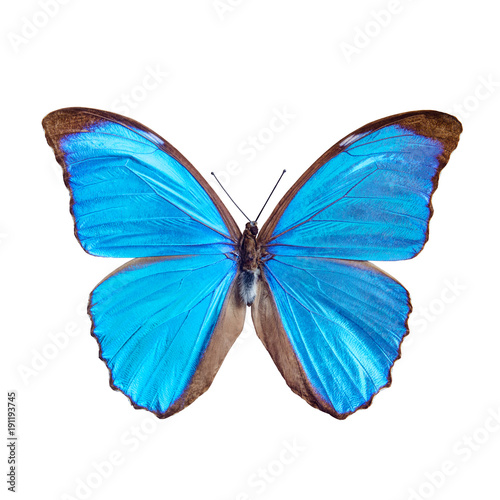 Blue butterfly tropical Morpho menelaus, Brasil, isolated on white background