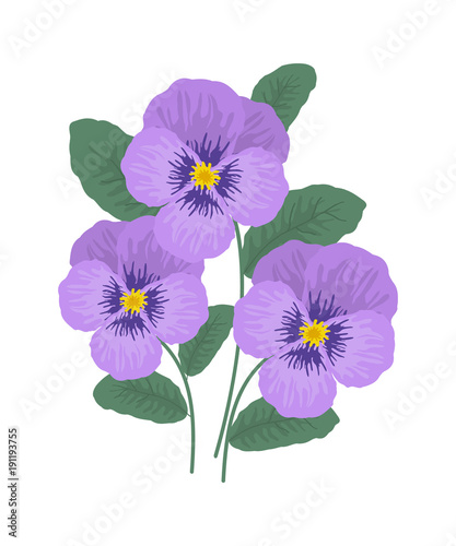 Purple pansy flowers on a white background. Vector illustration.
