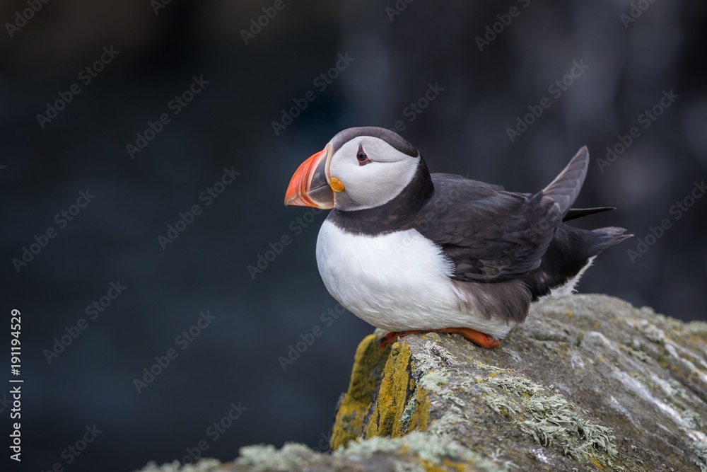 Obraz premium Atlantic puffin (Fratercula arctica) on a ledge