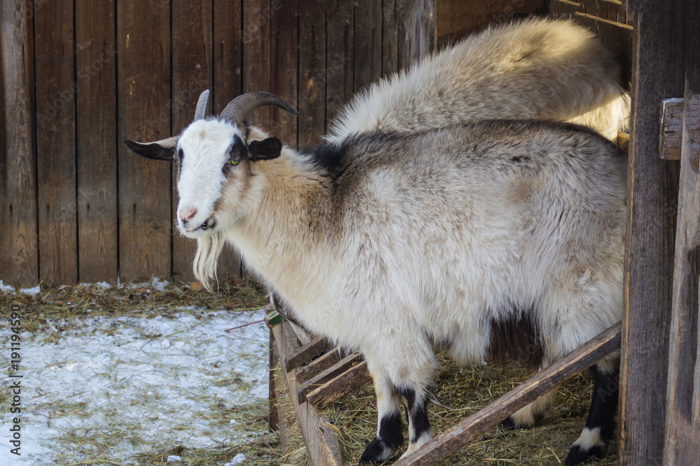 Obraz premium A goat with a beard and horns.