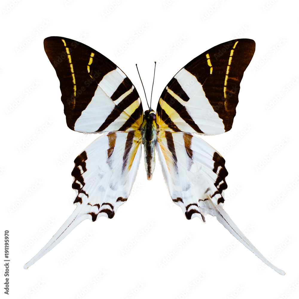 Obraz premium White butterfly tropical Graphium androcles, Indonesia, isolated on white background