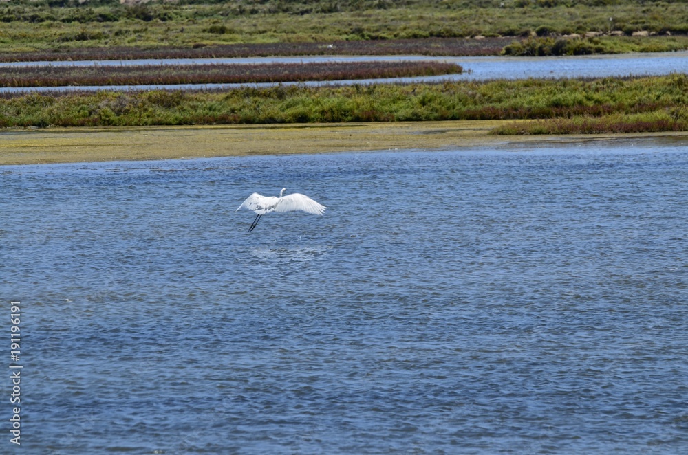 Fototapeta premium Natural park of the Ebro river delta, in Spain. Flamingos, herons and water birds of various species. Brackish and marshy waters, salt pans for the natural production of salt.