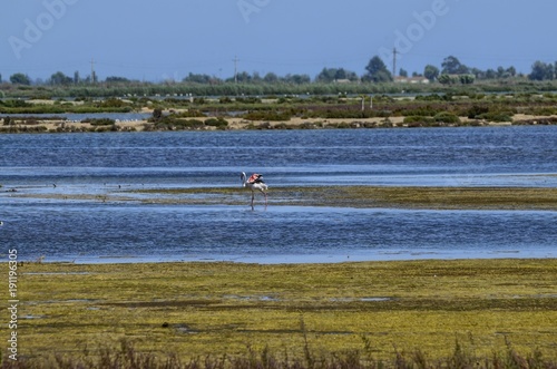 Natural park of the Ebro river delta, in Spain. Flamingos, herons and water birds of various species. Brackish and marshy waters, salt pans for the natural production of salt.