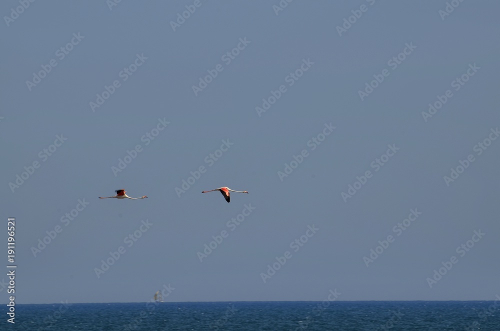 Fototapeta premium Natural park of the Ebro river delta, in Spain. Flamingos, herons and water birds of various species. Brackish and marshy waters, salt pans for the natural production of salt.