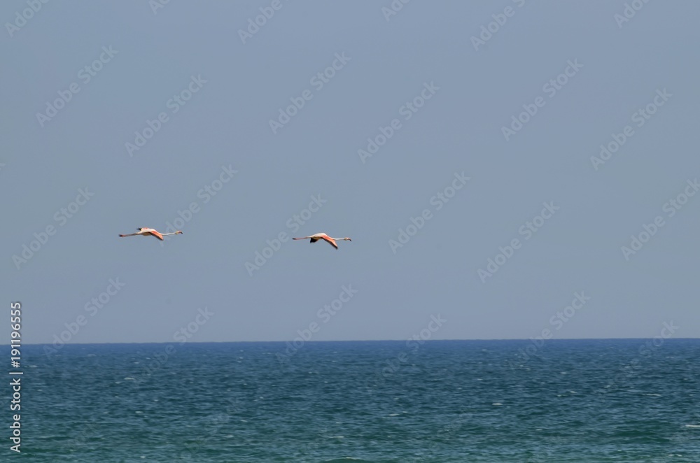 Fototapeta premium Natural park of the Ebro river delta, in Spain. Flamingos, herons and water birds of various species. Brackish and marshy waters, salt pans for the natural production of salt.