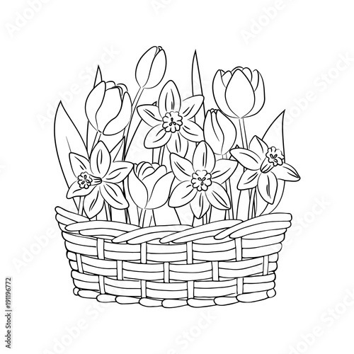 Fototapeta Naklejka Na Ścianę i Meble -  vector contour tulip narcissus flowers in basket coloring book