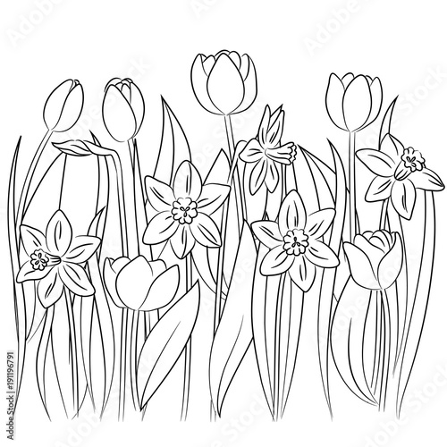 Fototapeta Naklejka Na Ścianę i Meble -  vector contour tulip narcisuss flowers seamless horizontal  pattern on white