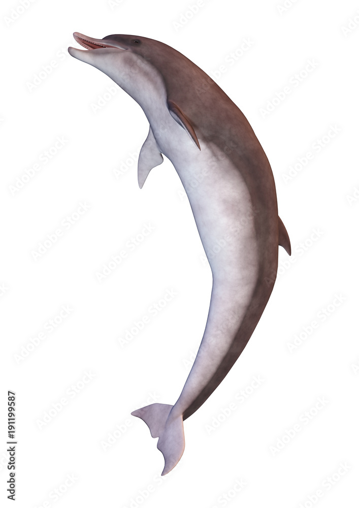 Fototapeta premium 3D Rendering Dolphin on White