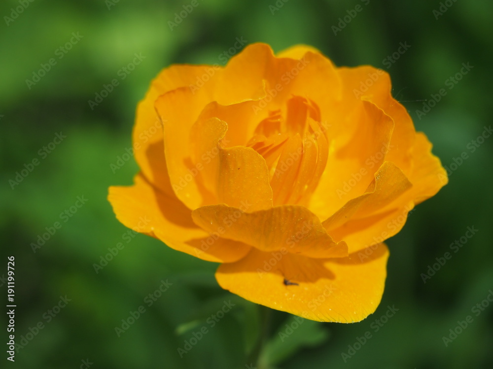 Orange flower on a green background Orange flower on a green background