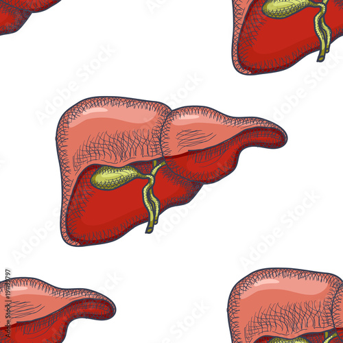 Sketch Ink Human liver, hand drawn seamless Pattern Background, Engraved Anatomical illustration. Vector