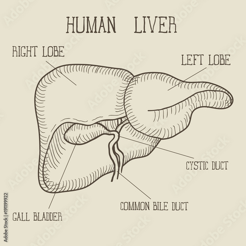 Sketch Ink Human liver, hand drawn, doodle style