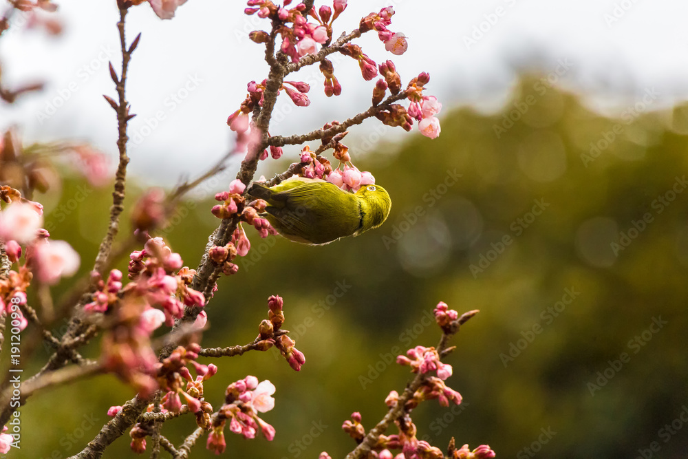 The Japanese White-eye and cherry blossoms(Japanese name Kanzakura). Located in Tokyo Prefecture Japan. The Japanese White-eye and cherry blossoms(Japanese name Kanzakura). Located in Tokyo Prefecture Japan.