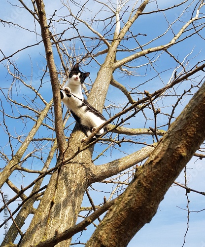 Cucciolo di gatto che si arrampica sull'albero