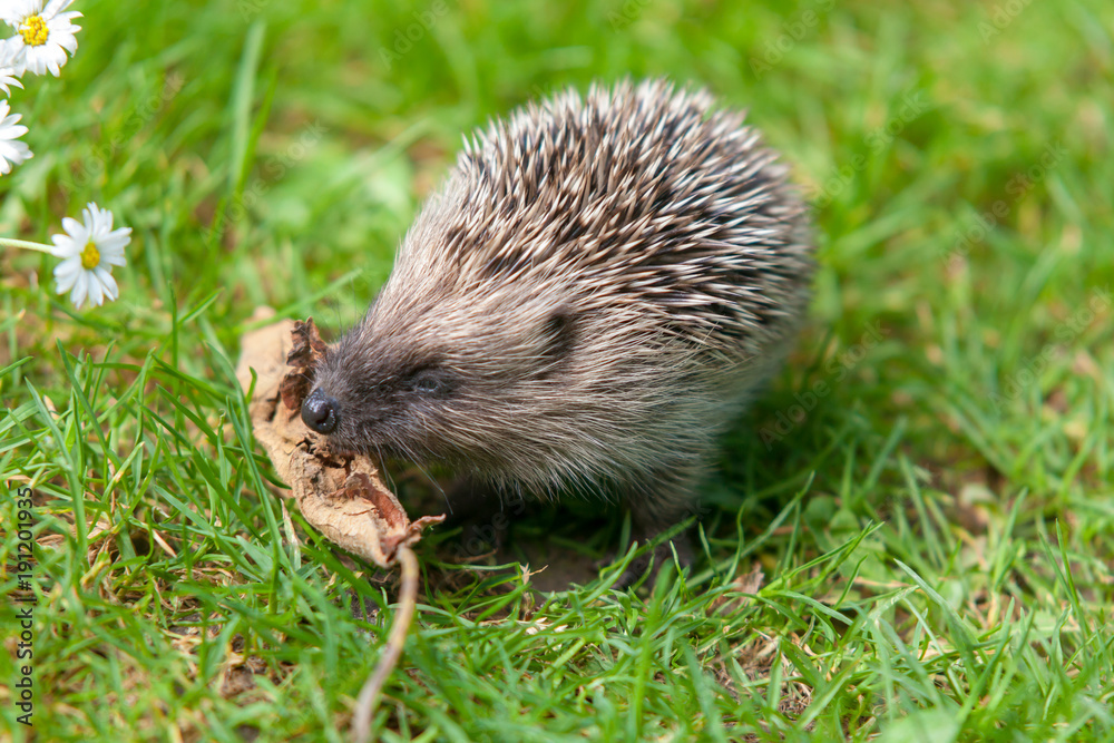 Jeune hérisson découvrant son environnement
