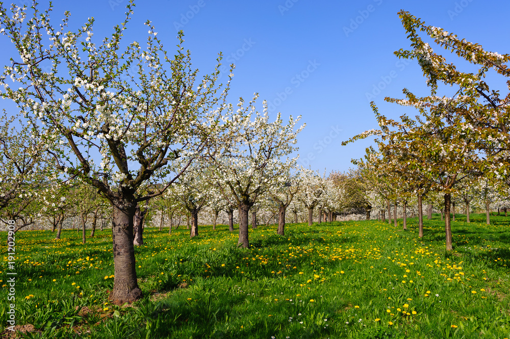 Kirschgarten mit blühenden Bäumen