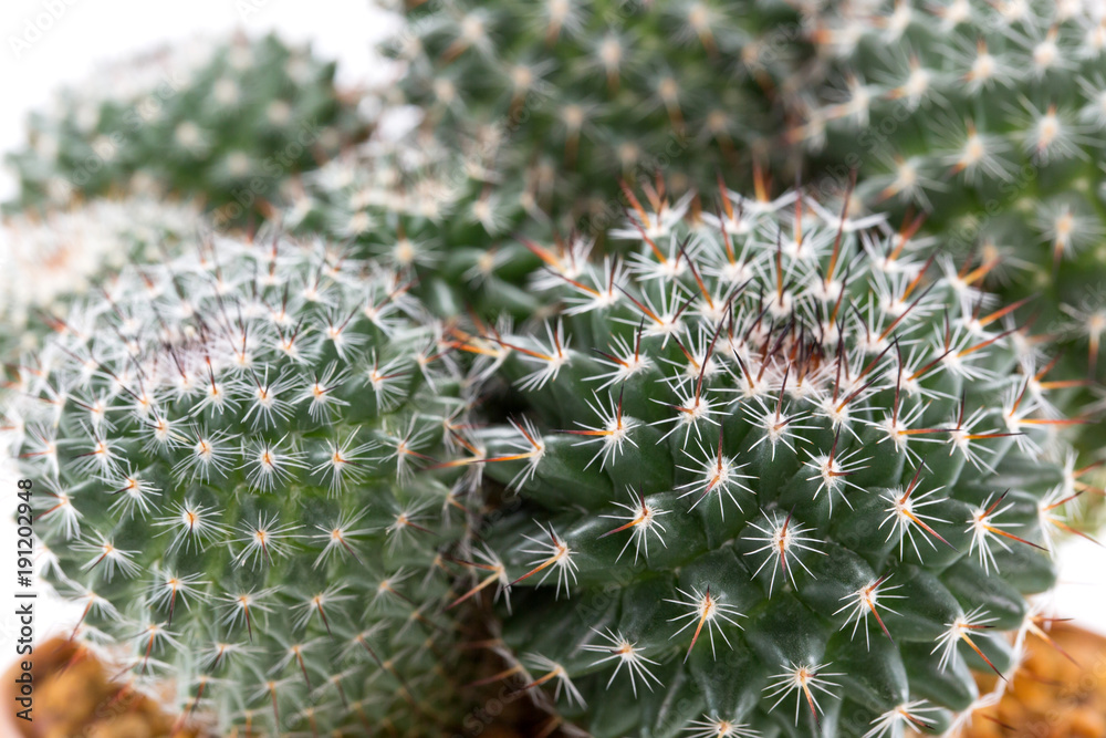 Cactus is the succulent plant with many different shapes, colors, variegated and beautiful flowers. It changes its leaves to be spine or feather to protect it from heat of sun in its desert habitat. Cactus is the succulent plant with many different shapes, colors, variegated and beautiful flowers. It changes its leaves to be spine or feather to protect it from heat of sun in its desert habitat.