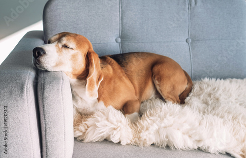 Beagle sleeps on cozy sofa