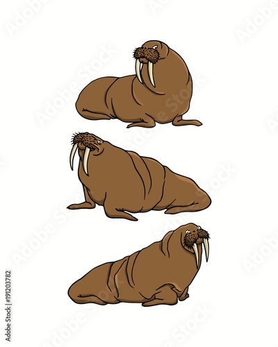 Hand drawn walruses