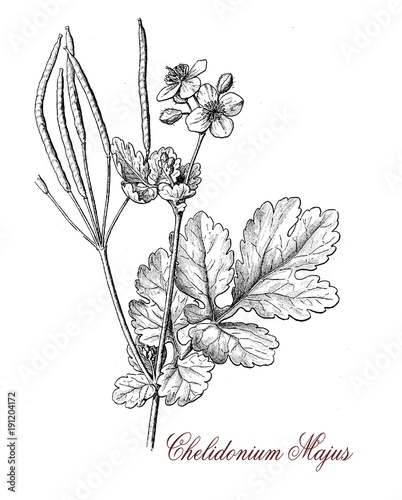 vintage engraving of chelidonium of the buttercup family,herbaceous plant with yellow flowers; it grows in temperate regions. Moderated toxic, is used in herbal medicine photo