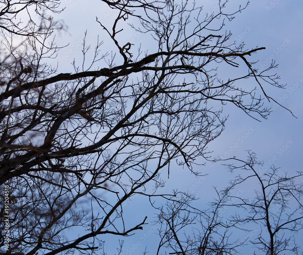 Bare branches of trees at sunrise in the morning Bare branches of trees at sunrise in the morning