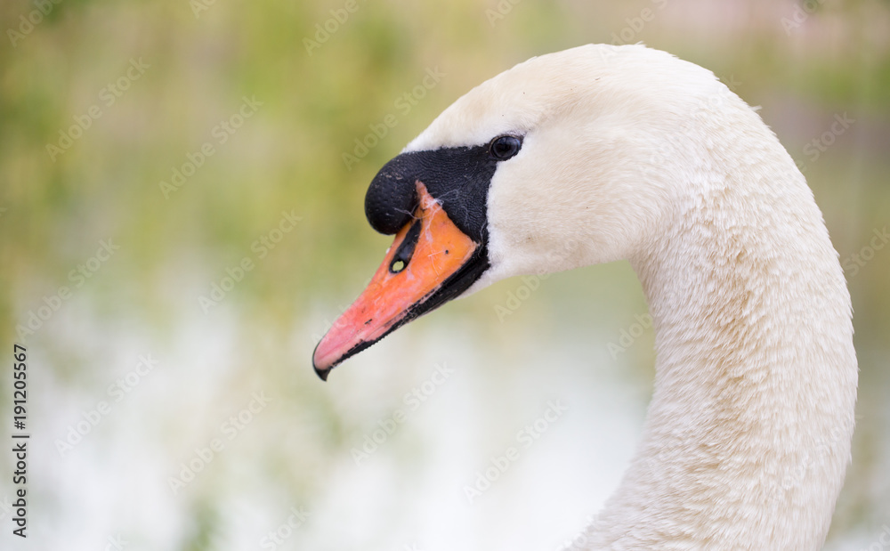 Beautiful white swan on nature in spring Beautiful white swan on nature in spring
