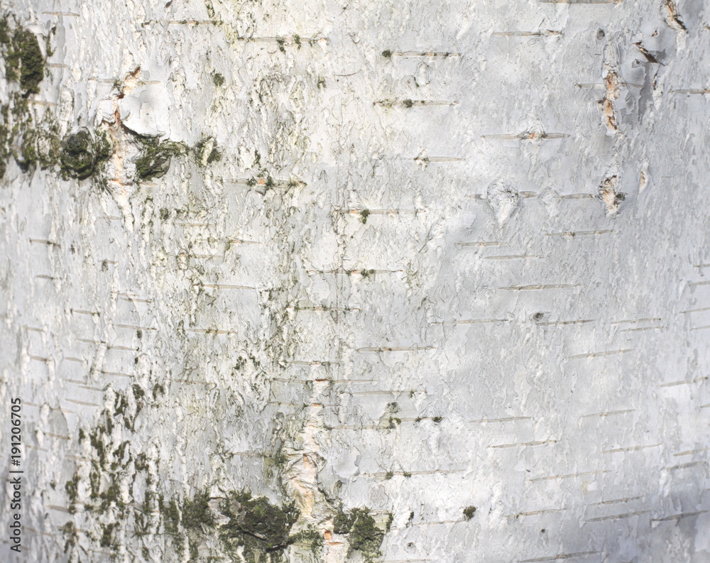 Natural background of birch bark with natural birch texture Natural background of birch bark with natural birch texture