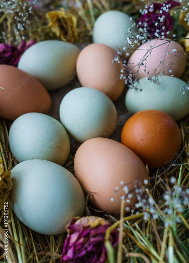 Fresh rustic white-blue and brown chicken eggs of Araucan chickens. Fresh rustic white-blue and brown chicken eggs of Araucan chickens.