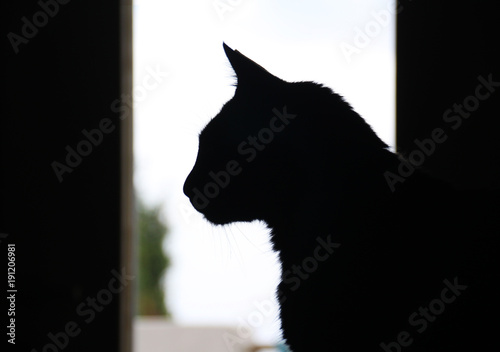 Silhouette of a black cat near the window
