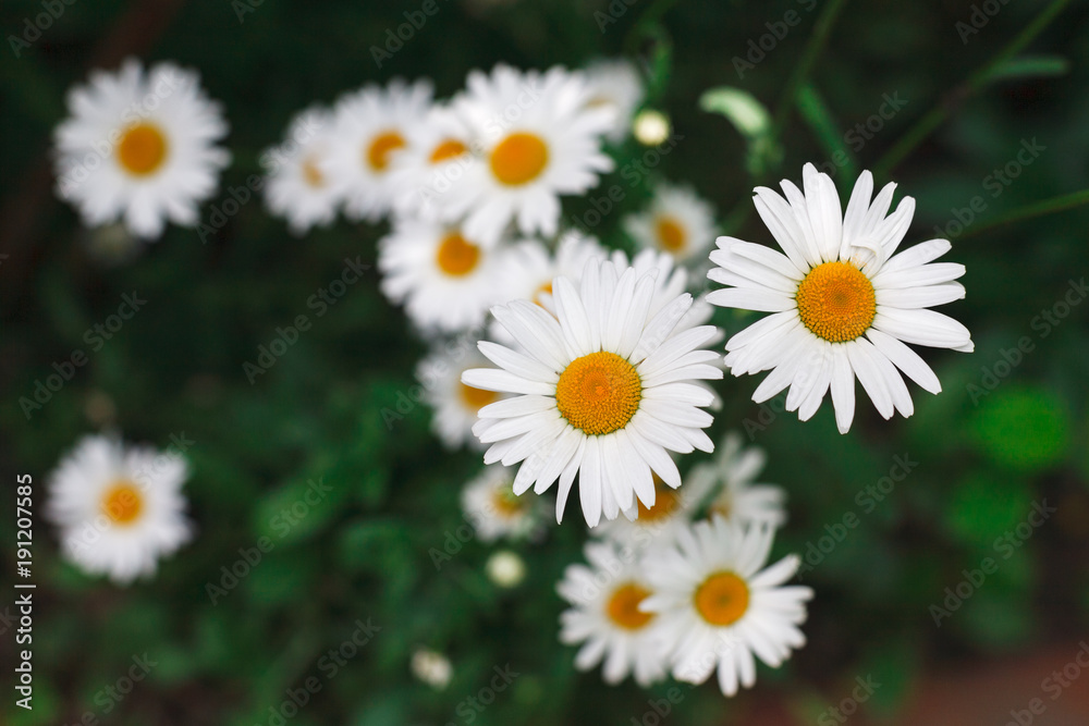 Fototapeta premium Beautiful daisies closeup. Flower background.