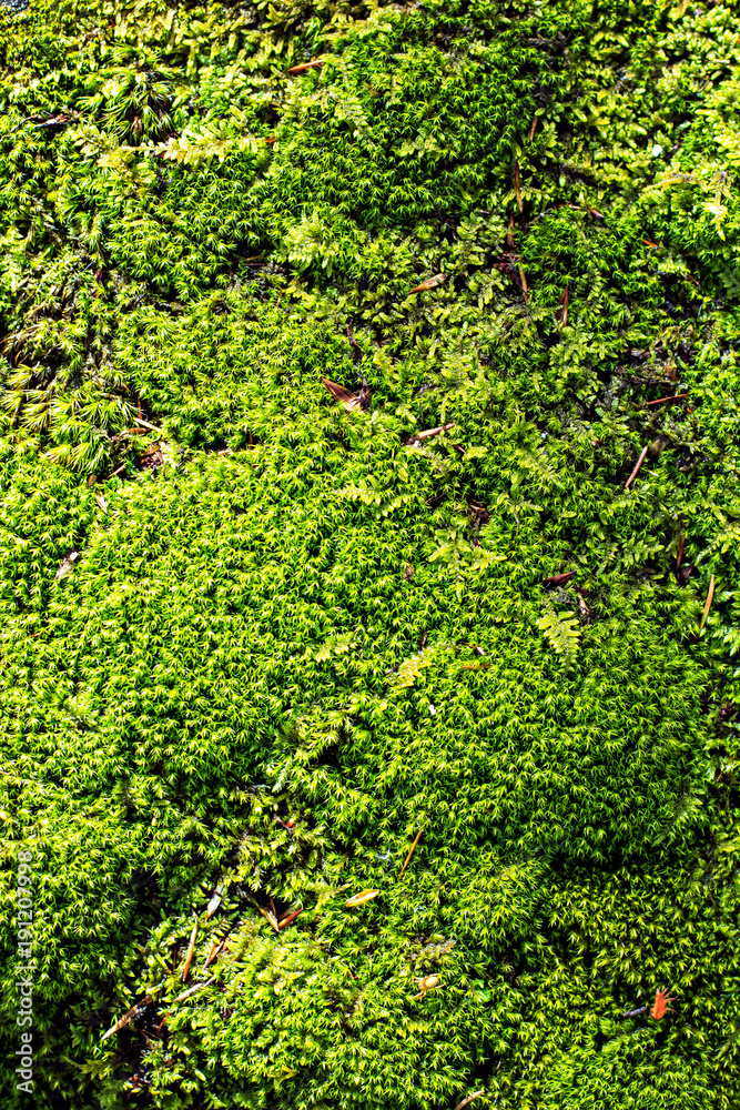 Green moss grown up cover
