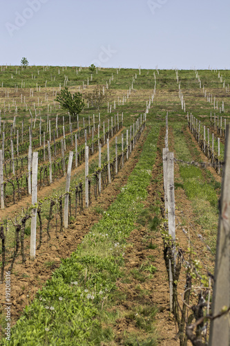 Vineyards. Vineyards in the spring.