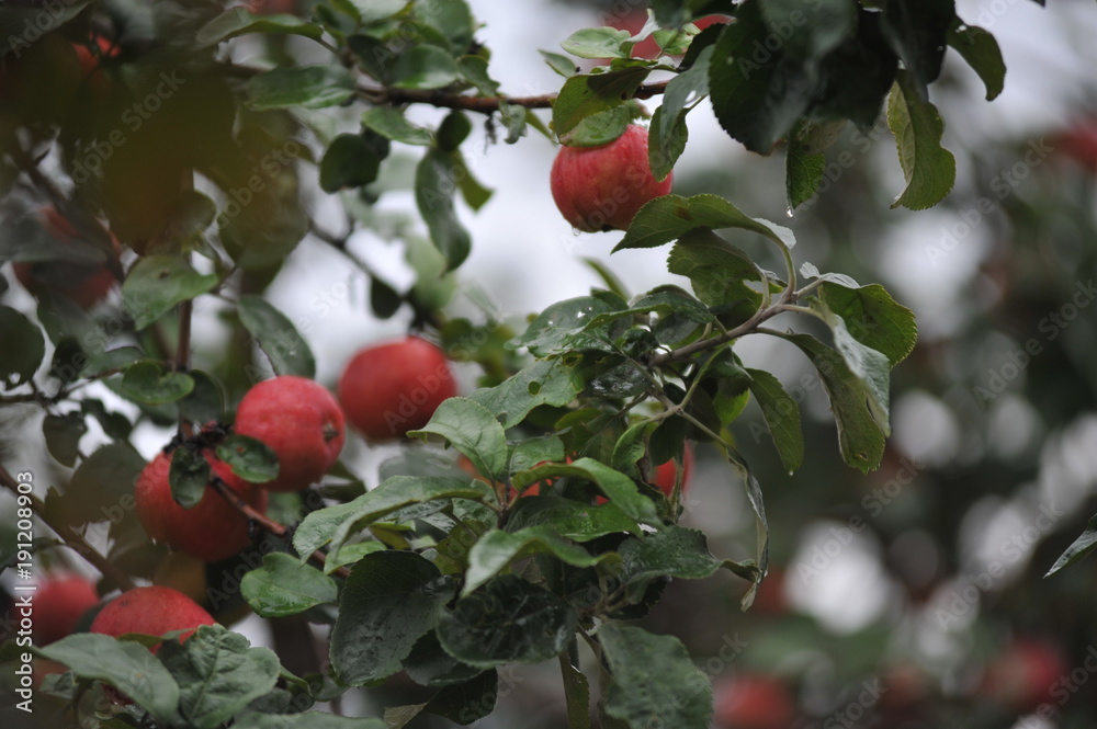 Свежие Яблоки на дереве