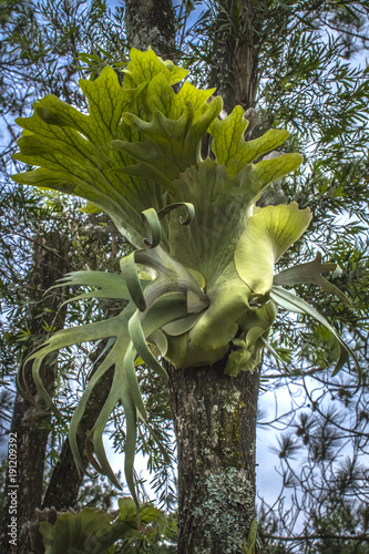 The Elkhorn fern is an epiphyte, growing on the trunks and branches of trees.