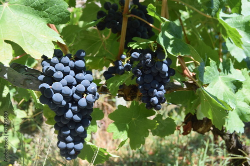 Grapes to make red wine.