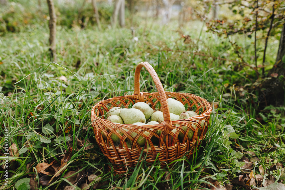 Basket full of green organic pears in garden outdoor