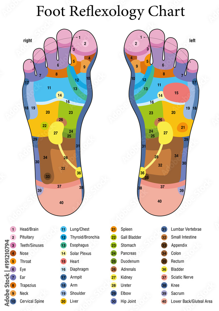 Vecteur Stock Foot reflexology. Alternative acupressure and physiotherapy  health treatment. Zone massage chart with colored areas. Numbering and  listing of names of internal organs and body parts. | Adobe Stock