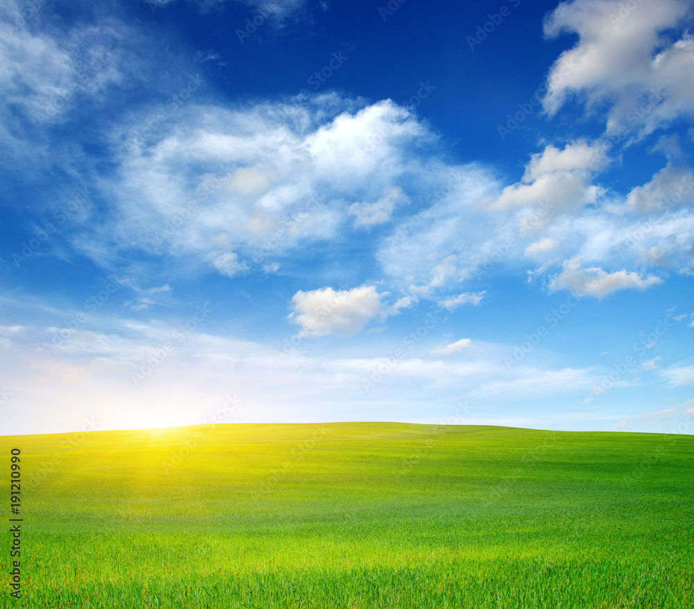 Fototapeta premium Green field and sun.