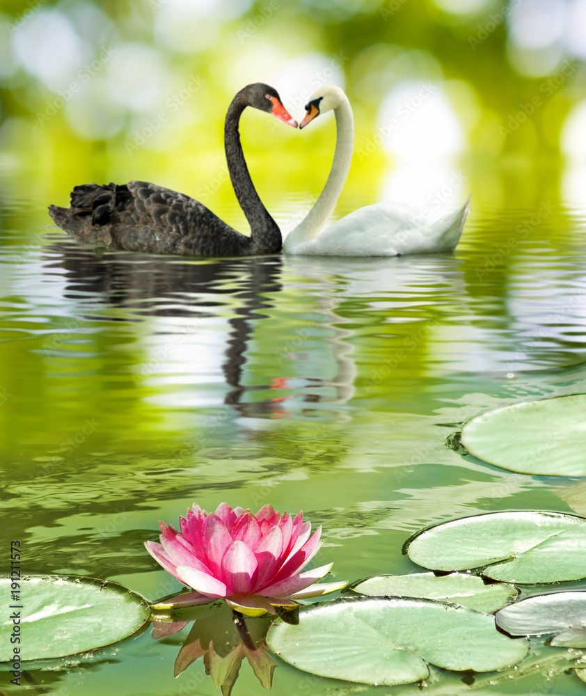 Naklejka premium image of two swans on the water in the park