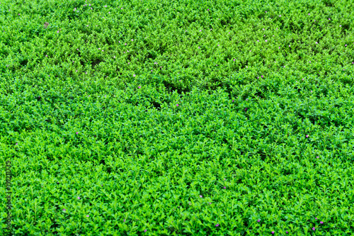 Green grass texture background. It best for creative  wallpaper  and abstract.