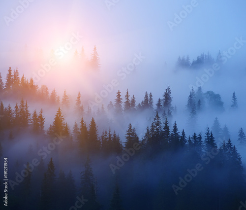 Rows of trees in the fog. Foggy forest, minimalism. Bright sun rising from the branches and illuminating the forest. Dark silhouettes of firs in rows on a slope. 