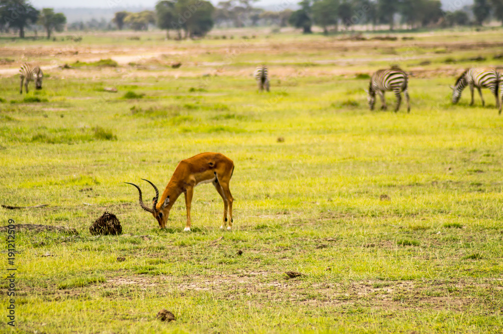 Impala isolate in the savannah plain of Amboseli Park in Kenya Impala isolate in the savannah plain of Amboseli Park in Kenya