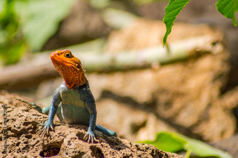 Lizard called agame settlers in the savannah of Amboseli Park in Kenya Lizard called agame settlers in the savannah of Amboseli Park in Kenya