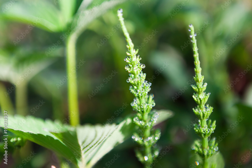 Fototapeta premium Young green wheat . Nature background