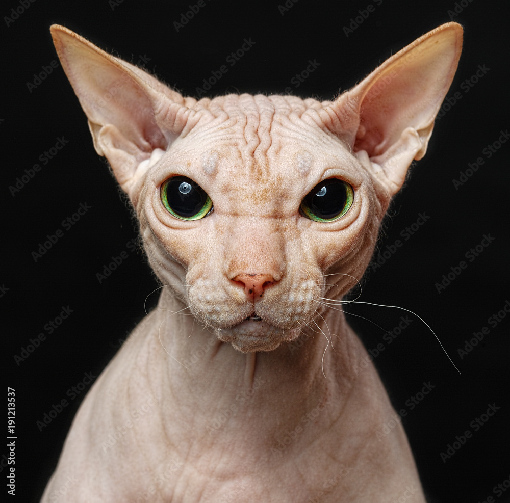 Closeup Cat of breed Sphynx Looking in camera Isolated on Black