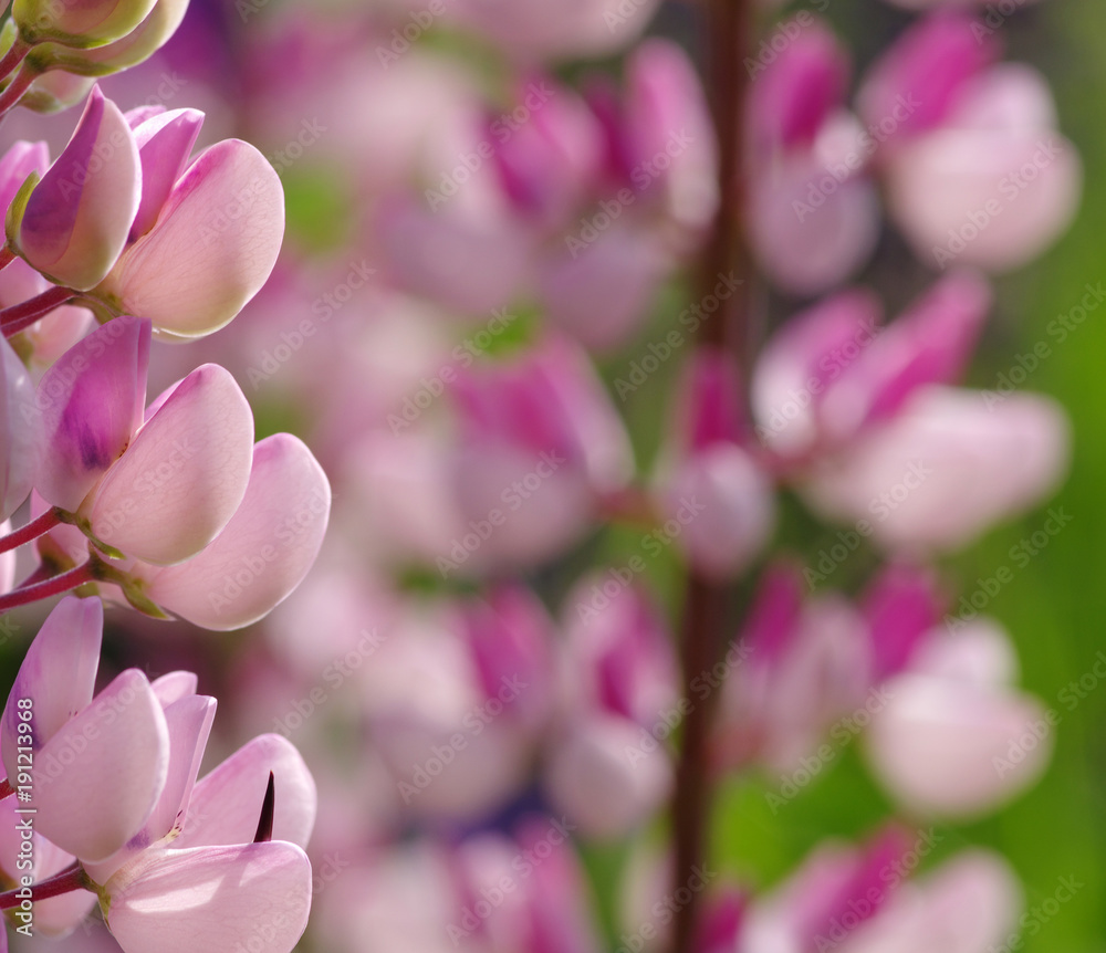 Fototapeta premium flower on a green