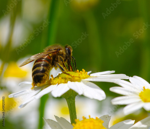  Bee on a daisy © Alekss