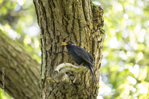 Photography Blackbird (Turdus Merula)