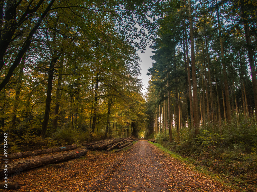 German Forest in Autumn